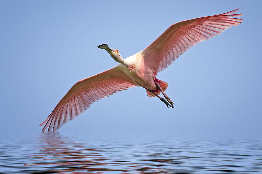 Spoonbill Photograph - Roseate Spoonbill in Flight #1 by Bonnie Barry