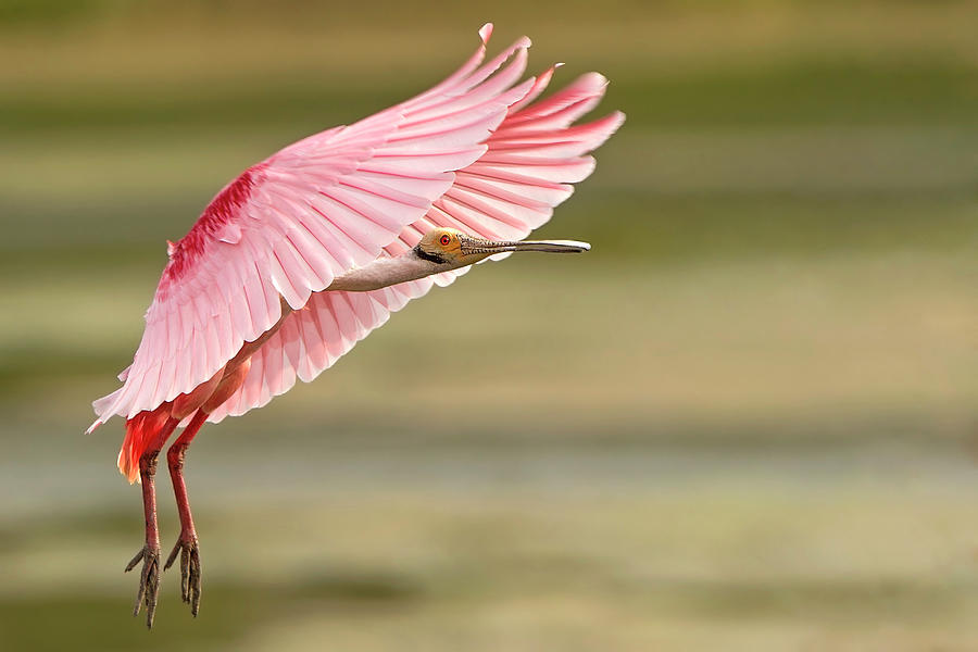 Roseate Spoonbill In Flight #1 Photograph by D Williams Photography