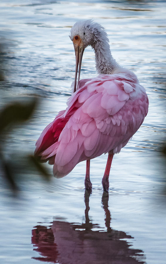 Roseate Spoonbill #1 Photograph by Jane Luxton