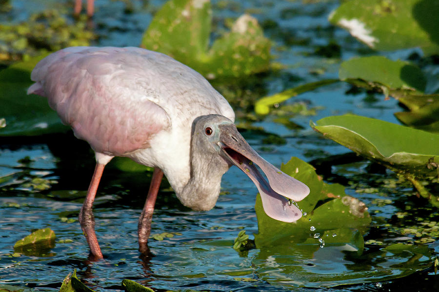 Roseate Spoonbill #1 Photograph by Mark Newman