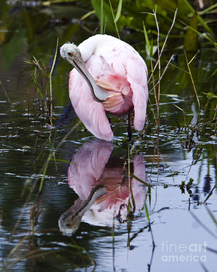 Roseate Spoonbill No.3 #1 Photograph by John Greco