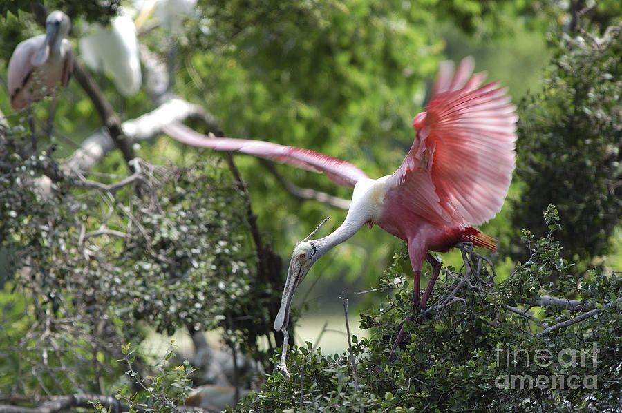Roseate Spoonbill With Stick For Nest #1 Photograph by Gregory G. Dimijian