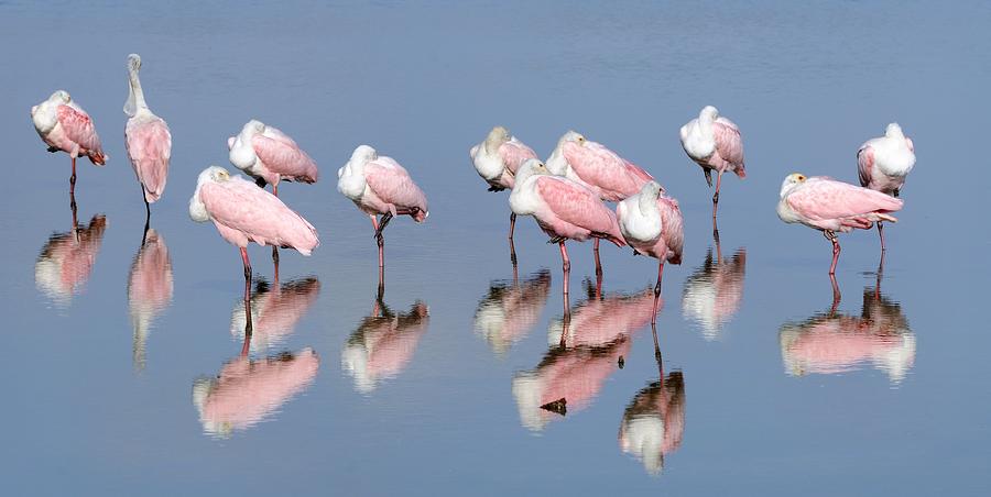Spoonbill Photograph - Roseate Spoonbills and reflections by Bradford Martin