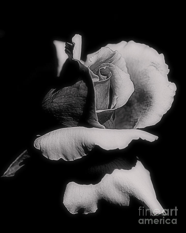 Rosebud In Black And White #2 Photograph by Smilin Eyes Treasures