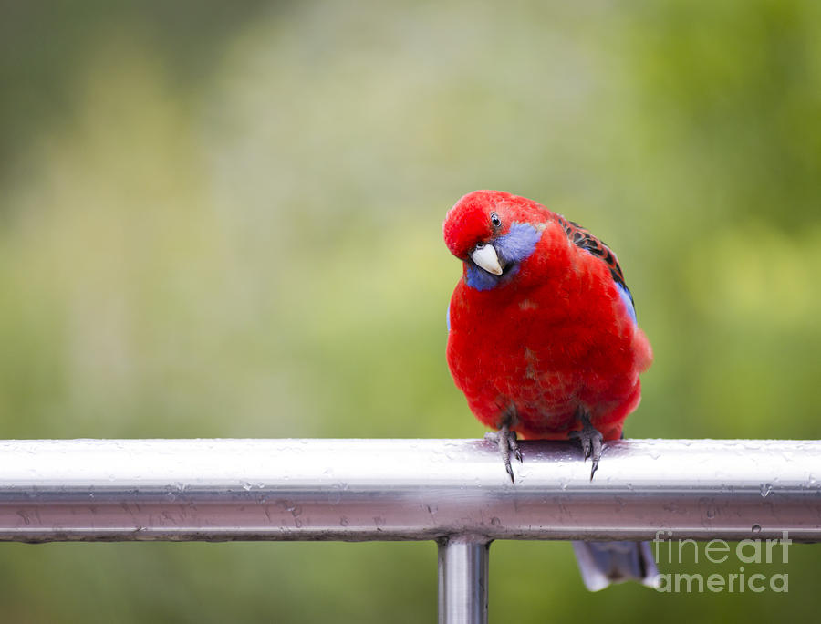 Rosella #1 Photograph by THP Creative