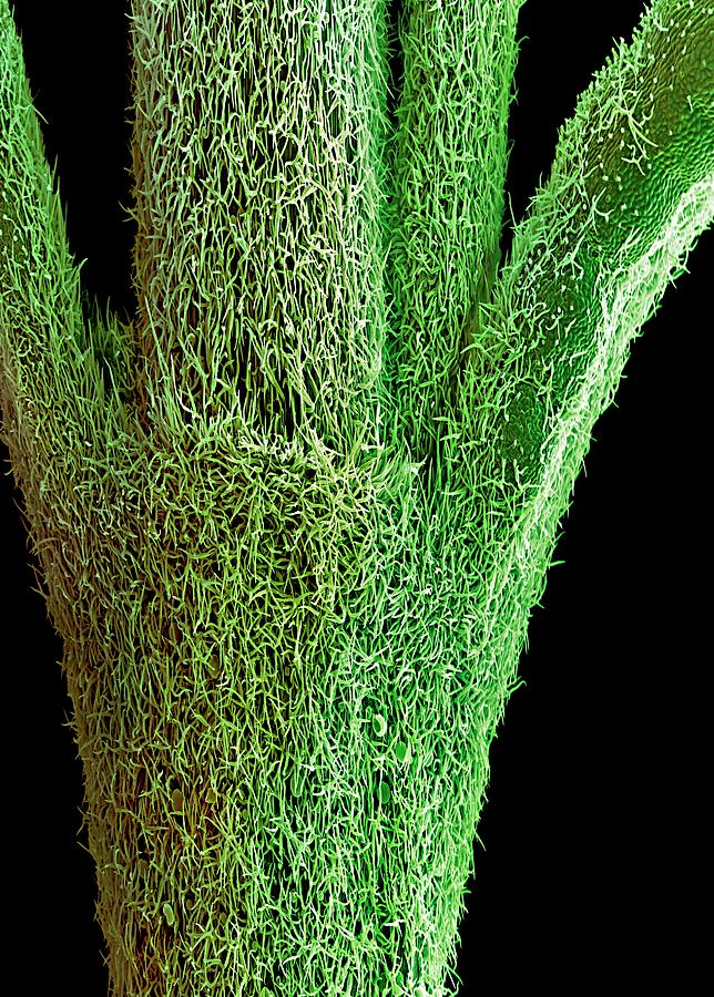 Rosemary #1 Photograph by Stefan Diller/science Photo Library
