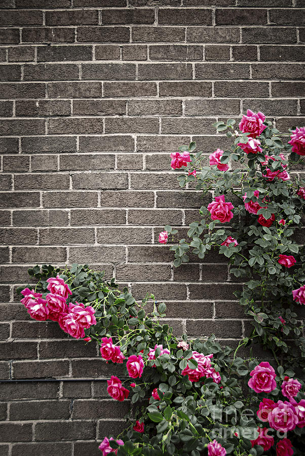 Roses on brick wall 3 Photograph by Elena Elisseeva