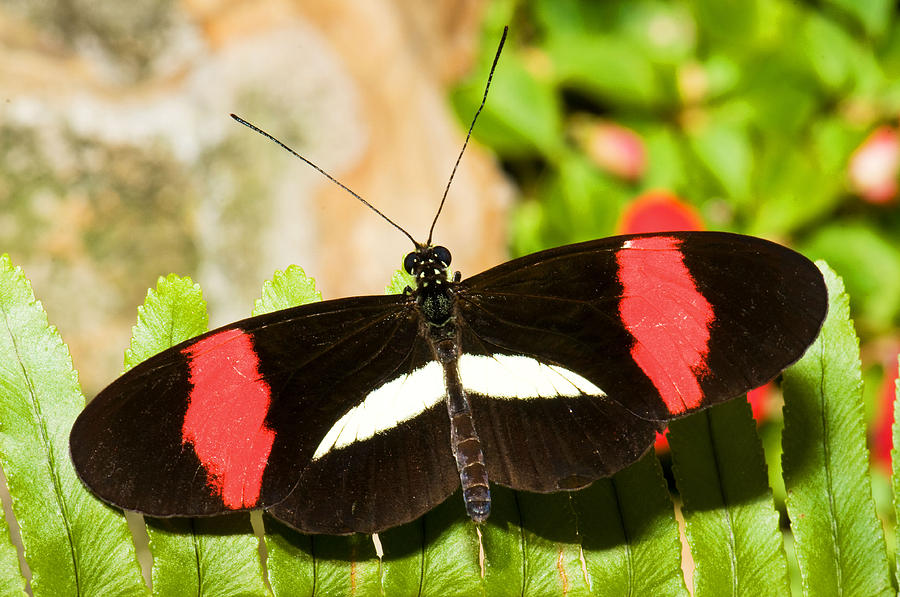 Rosina Butterfly #1 Photograph by Millard H. Sharp