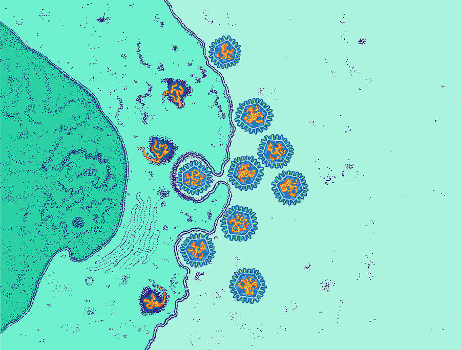 Rotavirus Infecting Gi Tract #1 Photograph by Chris Bjornberg