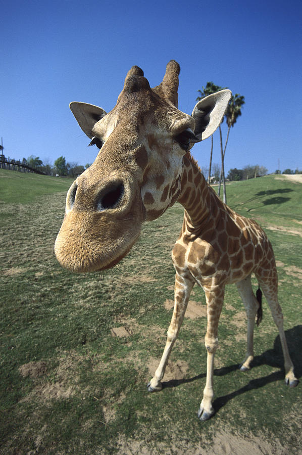 Rothschild Giraffe Portrait Photograph by San Diego Zoo