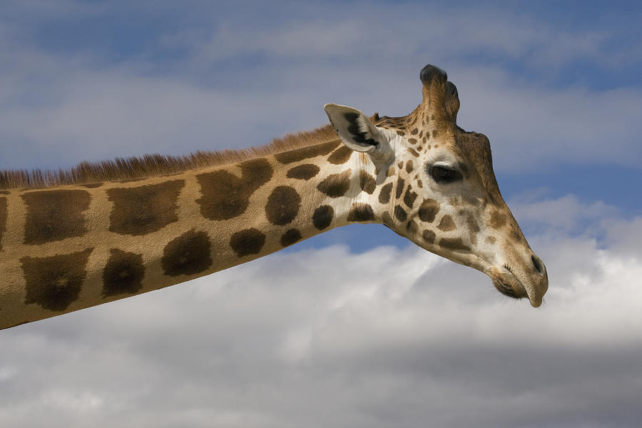 Rothschild Giraffe  #2 Photograph by Zssd