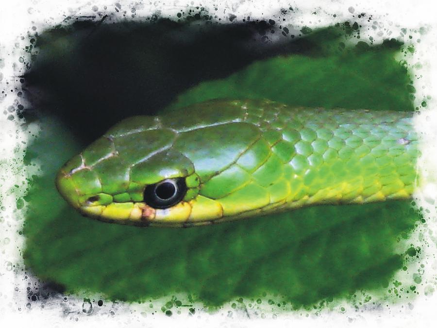 Rough Green Snake #1 Photograph by Joe Duket