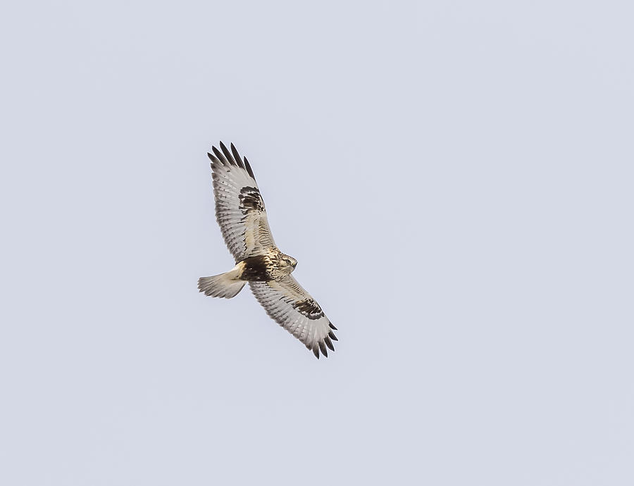 Rough-legged Hawk In Flight #1 Photograph by Thomas Young
