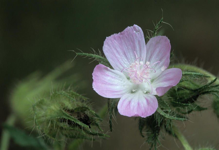 Nature Photograph - Rough Marshmallow Flower (althea Hirsuta) #1 by Bob Gibbons/science Photo Library