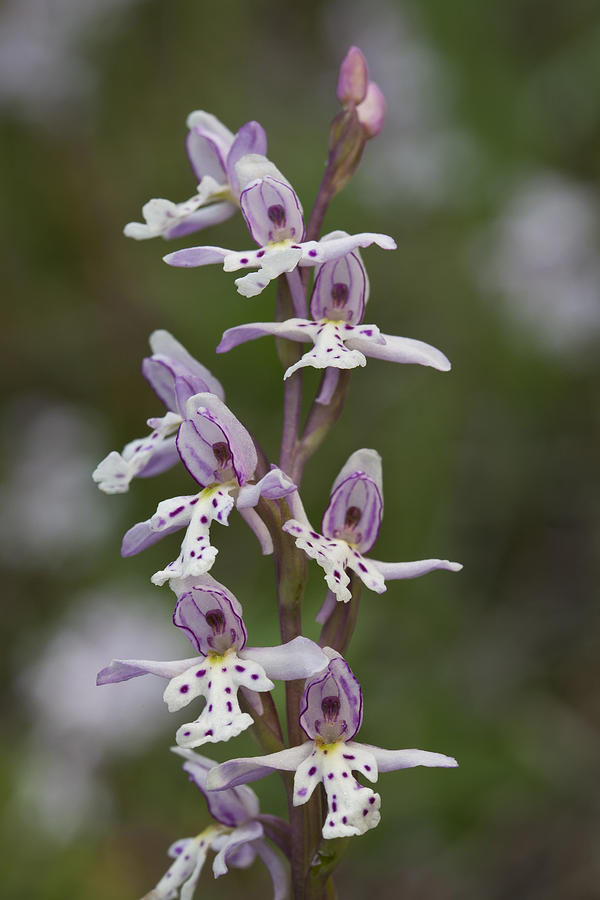 Round-leaved Orchid #1 Photograph by Hal Horwitz