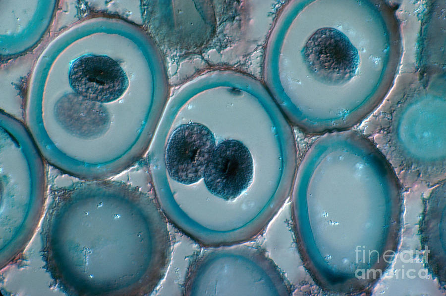 Roundworm Cells In Telophase, Lm #1 Photograph by Joseph F. Gennaro Jr.