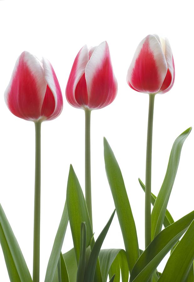 Row Of Pink Tulips On White Background #1 Photograph by Chris Knorr