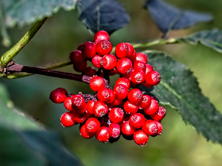 Rowan berries #1 Photograph by Leif Sohlman