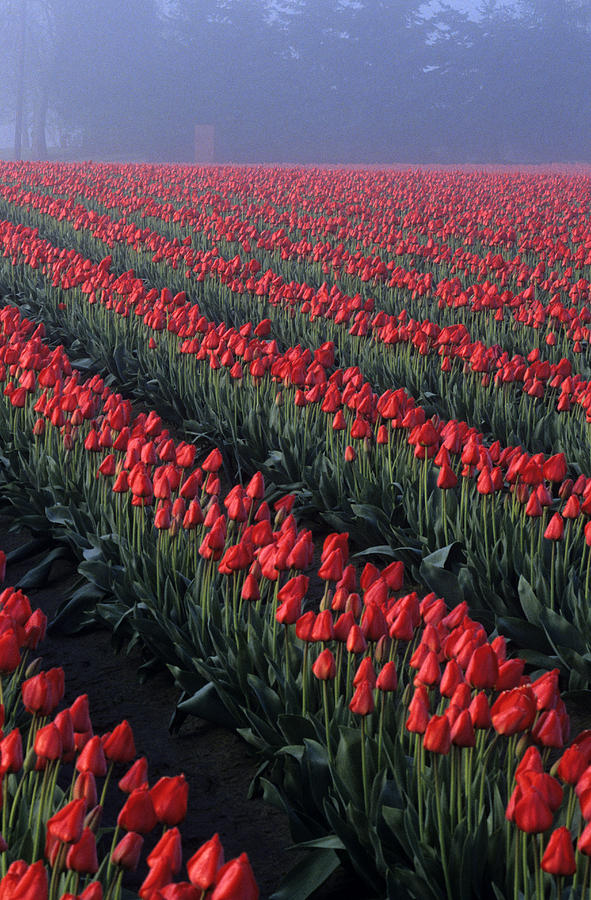 Rows of red tulips  #1 Photograph by Jim Corwin