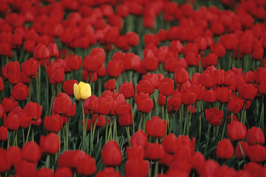 Nature Photograph - Rows of red tulips with one yellow tulip #1 by Jim Corwin