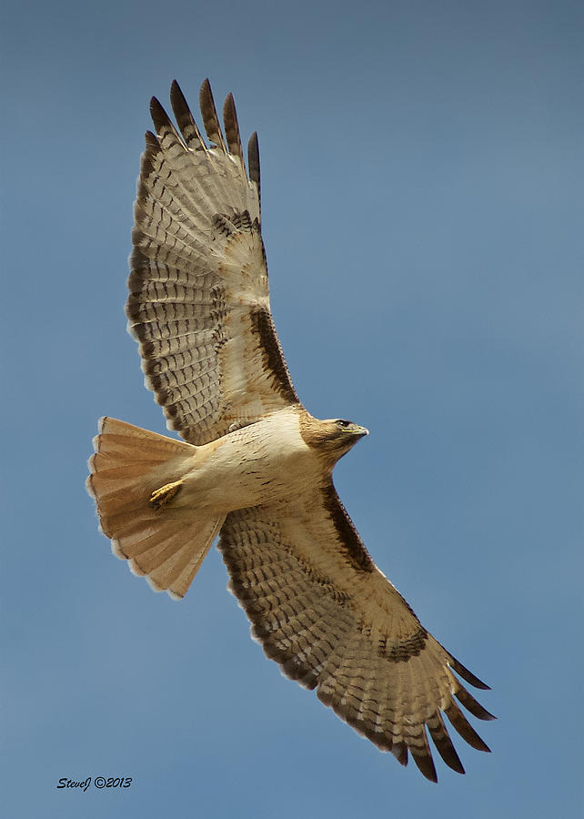 Roxborough Park Road Red Tail Hawk Photograph by Stephen Johnson