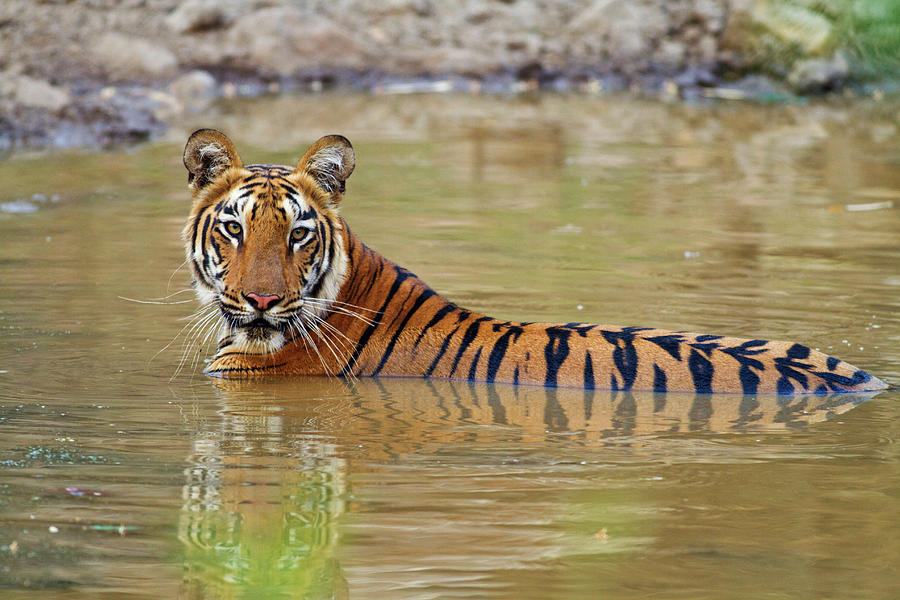 Royal Bengal Tiger At The Waterhole Photograph by Jagdeep Rajput | Fine ...