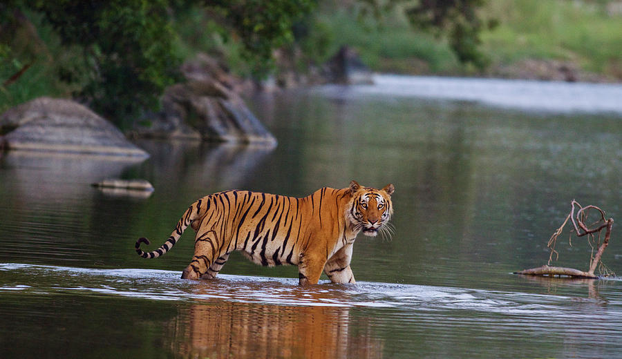 Jungle Photograph - Royal Bengal Tiger, Crossing The River #1 by Jagdeep Rajput