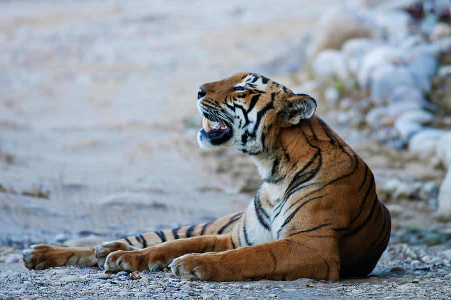 Royal Bengal Tiger (male by Jagdeep Rajput