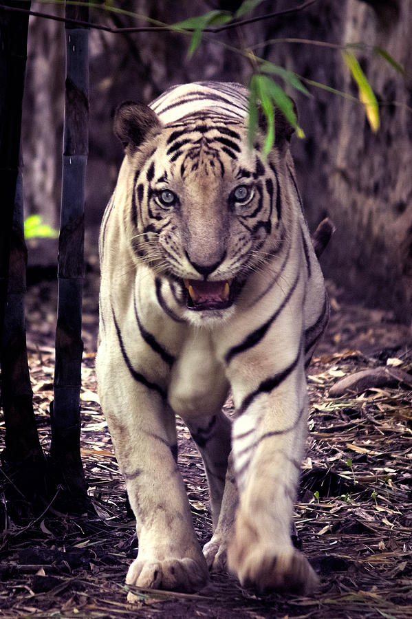 Royal Bengal Tiger- White Photograph