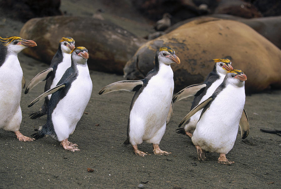 Royal Penguin Group On Beach Macquarie #1 Photograph by Konrad Wothe