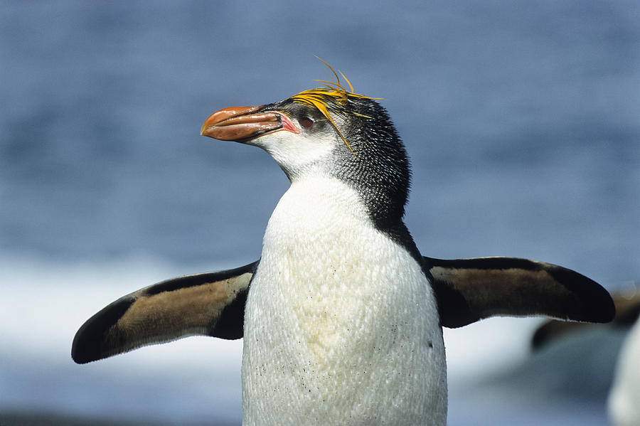 Royal Penguin Macquarie Isl Antarctica #1 Photograph by Konrad Wothe