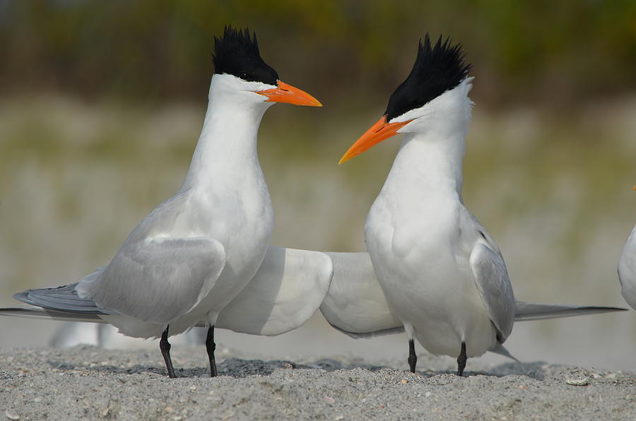 Bird Photograph - Royal Terns #1 by James Petersen