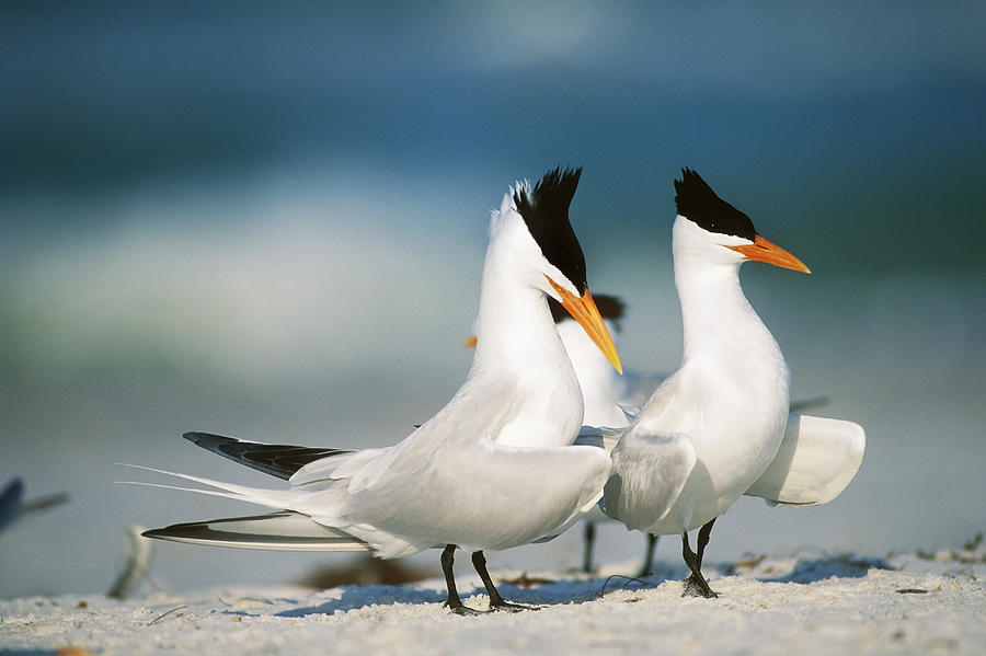 Royal Terns #1 Photograph by Paul J. Fusco