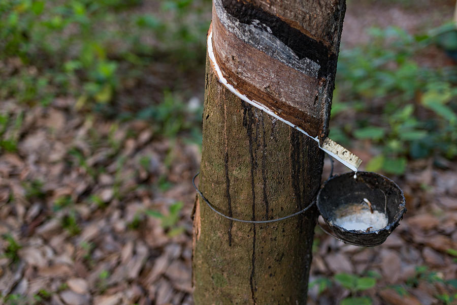 Rubber plantation. Tapping and collecting latex as part of rubber production, Kerala, India #1 Photograph by Malcolm P Chapman