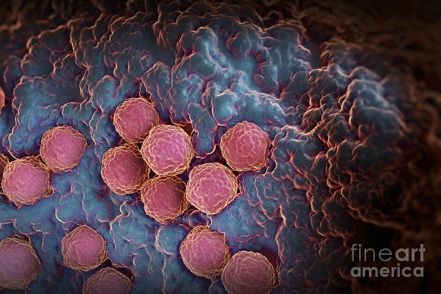 Rubella Virus #16 Photograph by Science Picture Co