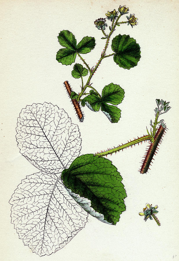 Nature Drawing - Rubus Leesii Lees Raspberry #1 by English School