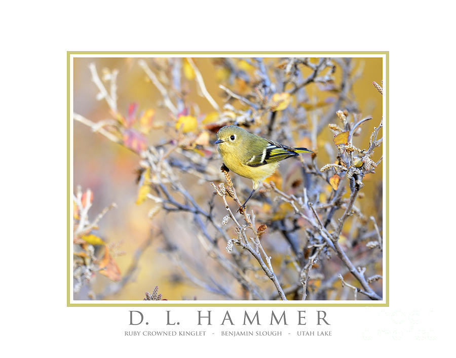 Ruby Crowned Kinglet #1 Photograph by Dennis Hammer