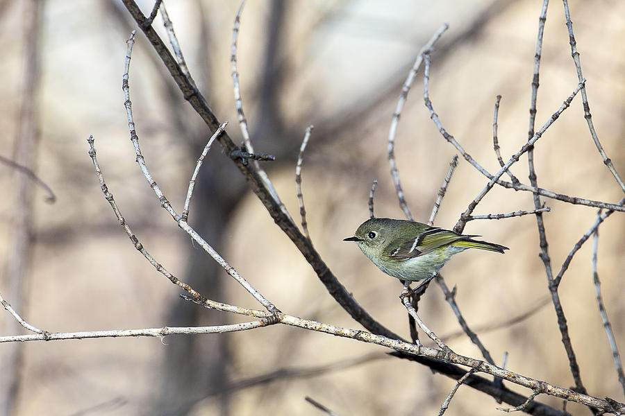 Ruby-crowned Kinglet #3 Photograph by Jack R Perry