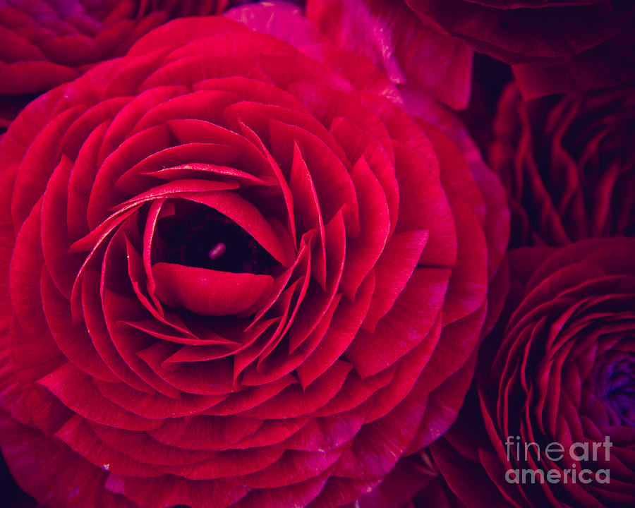 Spring Photograph - Ruby Red #1 by Ana V Ramirez