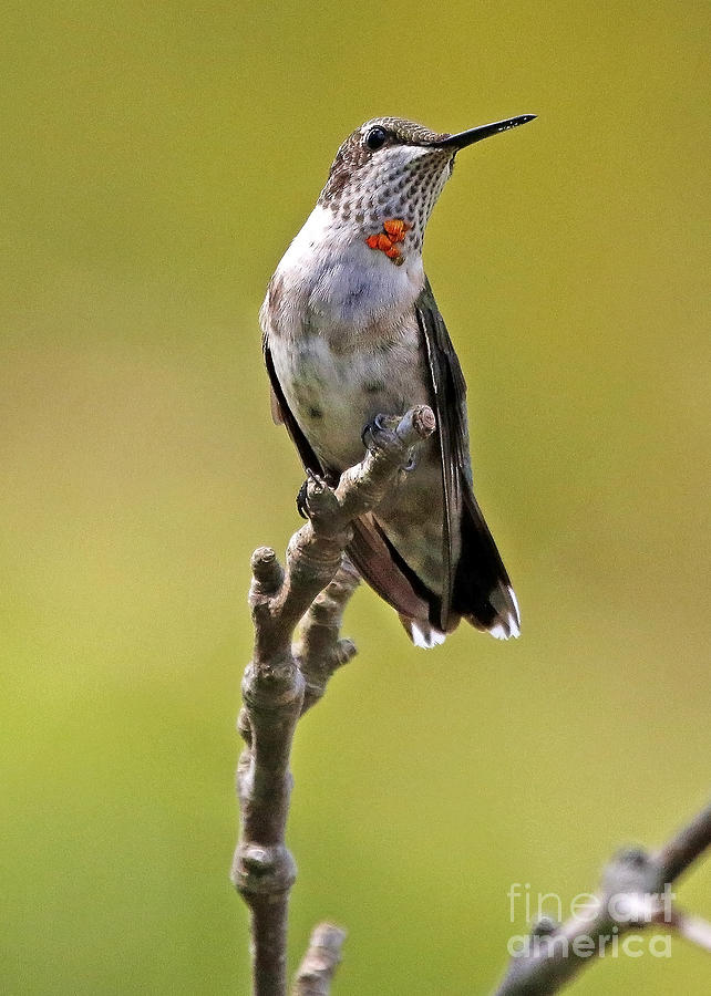 Ruby Throat Hummingbird #2 Photograph by Luana K Perez