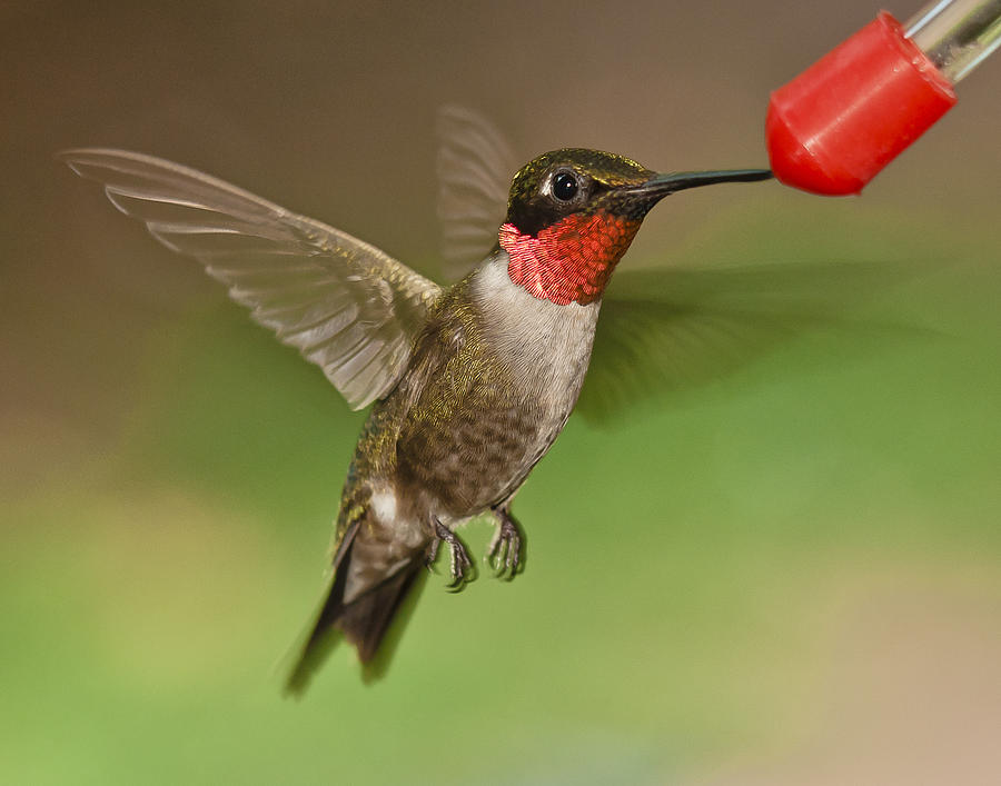 Ruby-Throat Hummingbird #1 Photograph by Robert L Jackson