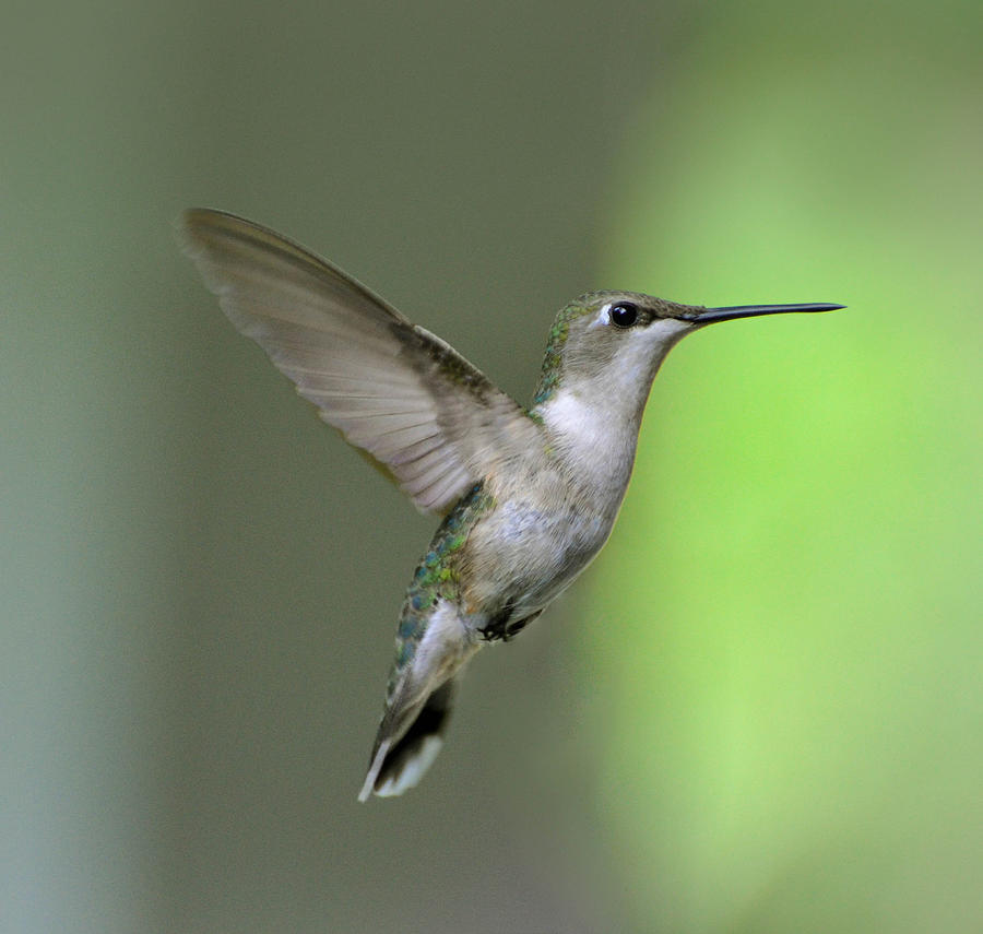 Ruby Throated Hummingbird Photograph by Amy Porter