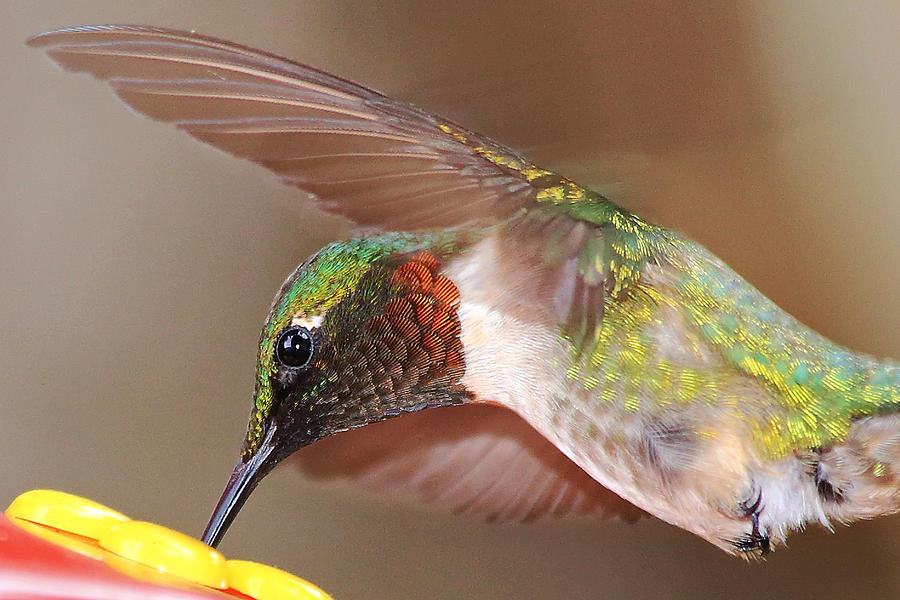 Ruby Throated Hummingbird #1 Photograph by Barbara West