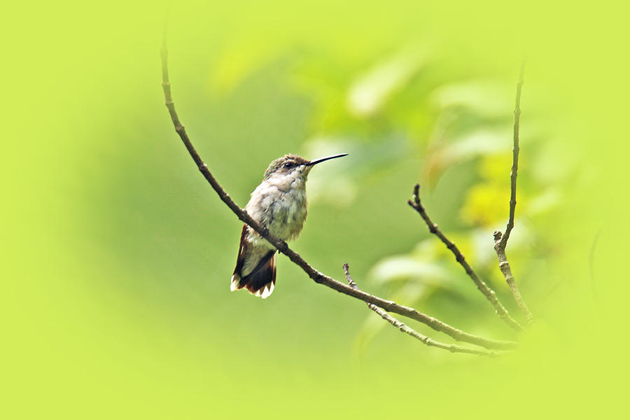 Ruby-throated Hummingbird - Immature Female - Archilochus colubris  #6 Photograph by Carol Senske