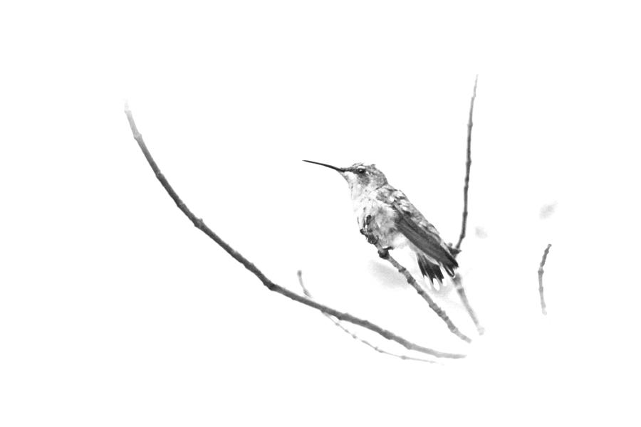 Ruby-throated Hummingbird - Immature Female - Black and White - Archilochus colubris  #2 Photograph by Carol Senske