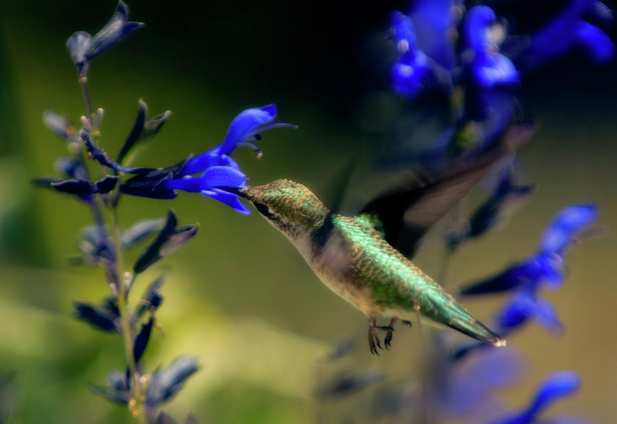Ruby-throated Hummingbird #1 Photograph by Maria Mosolova/science Photo Library
