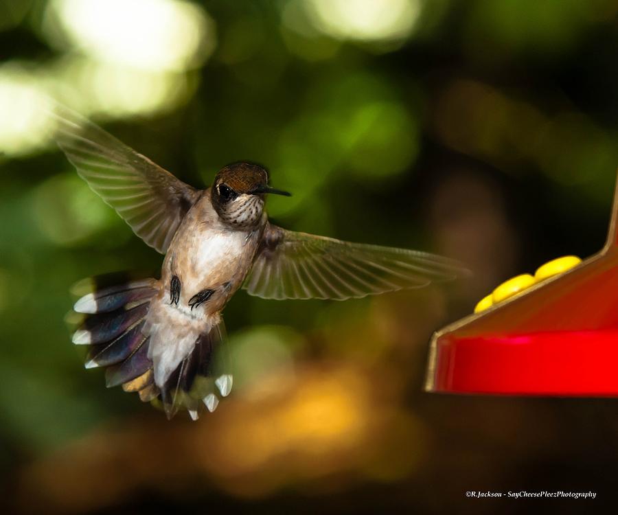 Ruby Throated Hummingbird #1 Photograph by Robert L Jackson