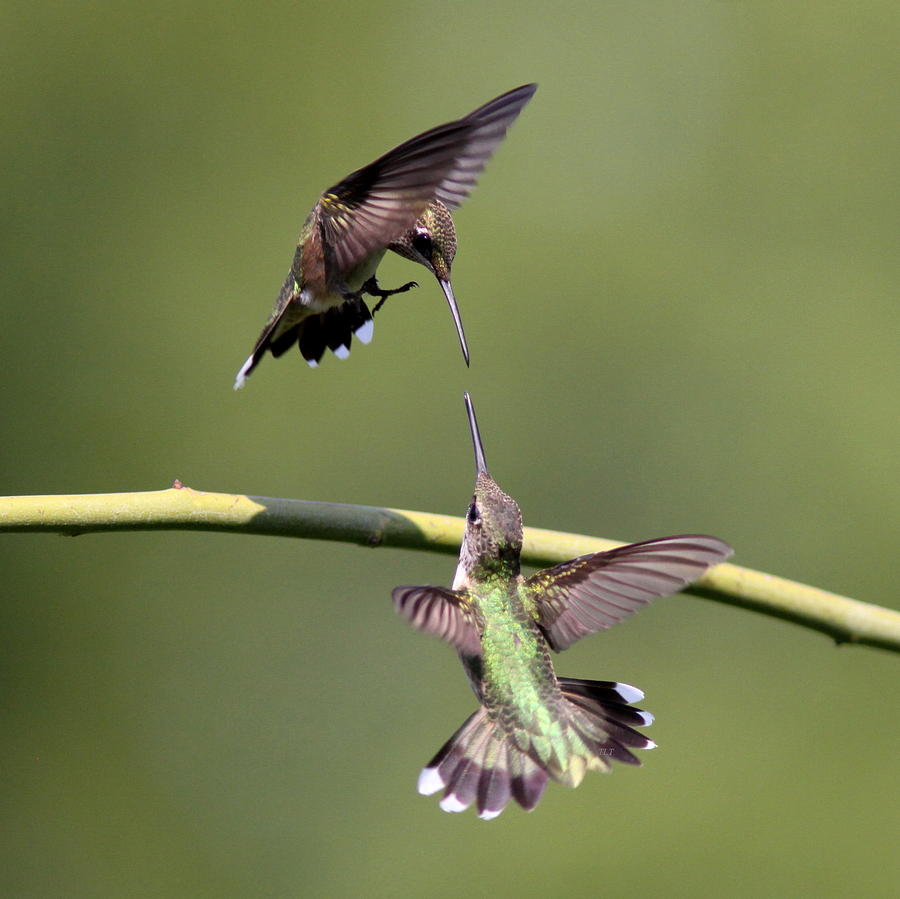 Ruby-throated Hummingbird #1 Photograph by Travis Truelove