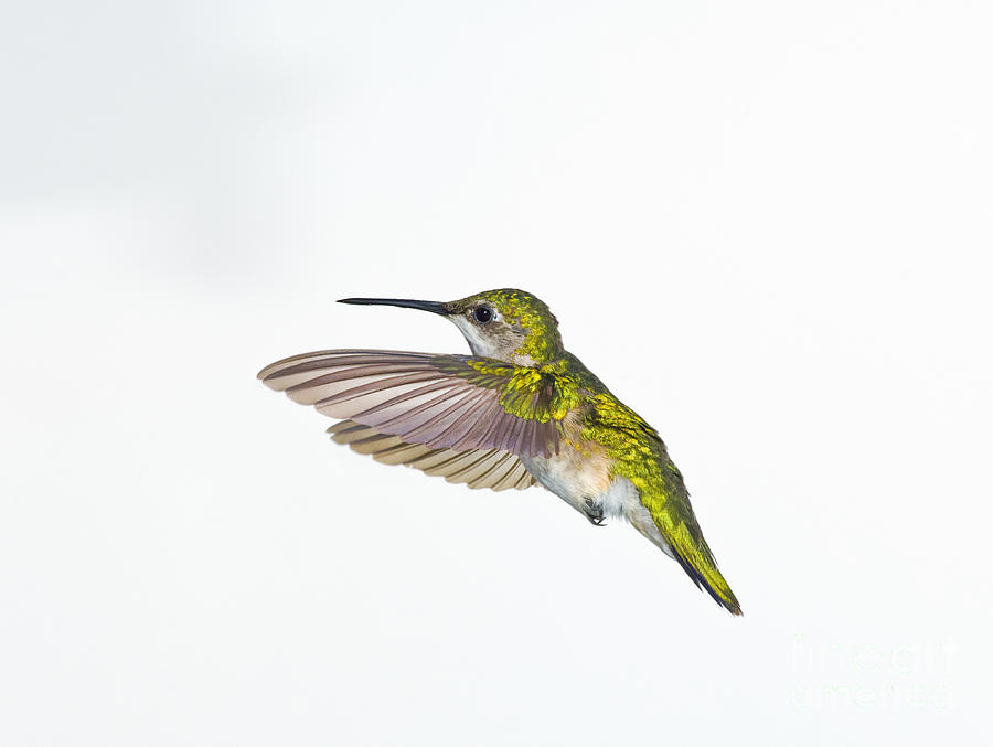 Ruby-throated Hummingbird #2 Photograph by Wave Royalty Free