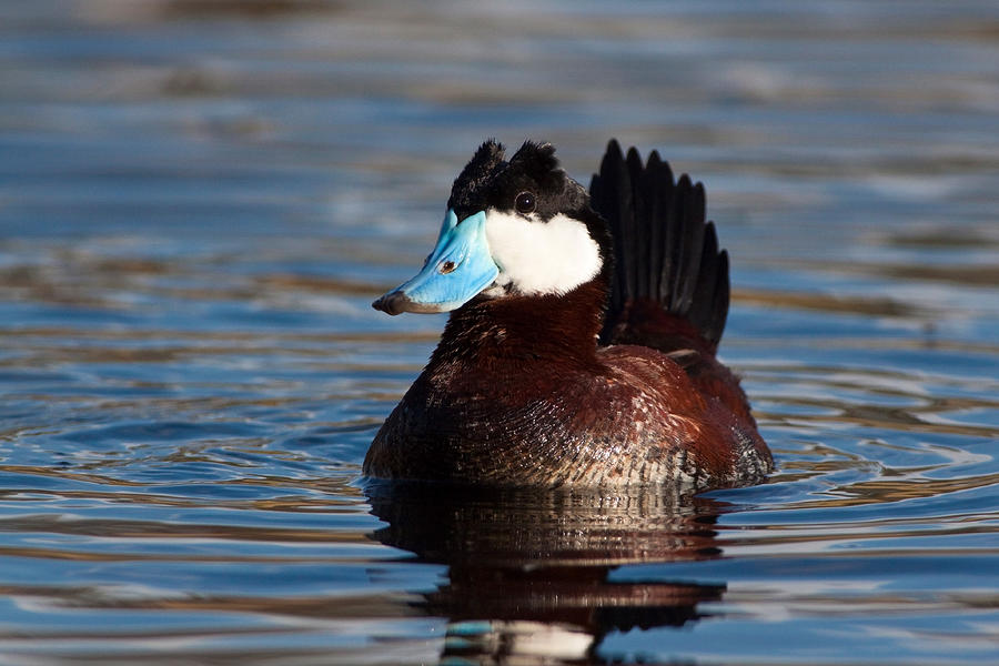 Ruddy Duck Drake #1 Photograph by Craig K. Lorenz